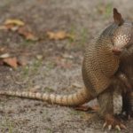 Armadillo