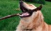 Happy dog with stick