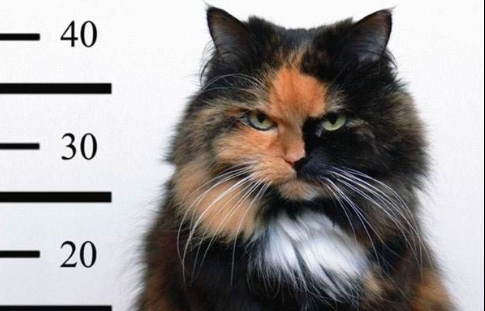 Cat mug shot