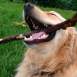 23 Delightful Photos That Show Why It’s Great To Be A Dog