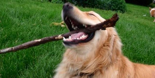 23 Delightful Photos That Show Why It’s Great To Be A Dog